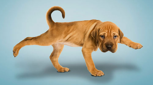 perros haciendo yoga