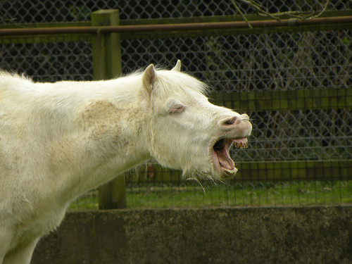 teeth