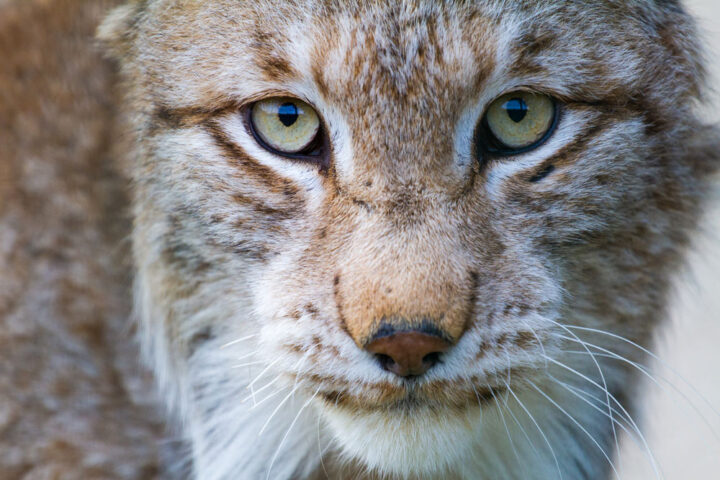 tener vista de lince