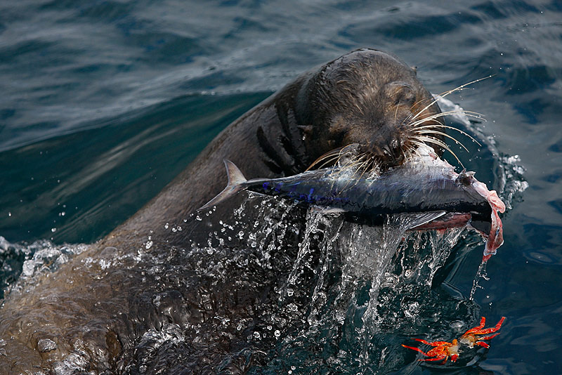 Galapagos-Sea-Lion-with-Bonita-Mackerel-_MG_0623---James-Bay--Peurto-Egas---Santiago-Galapagos