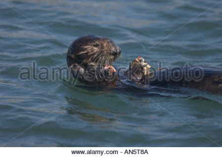 sea-otter-eating-crab-elkhorn-slough-national-estuarine-research-reserve-an5t8a