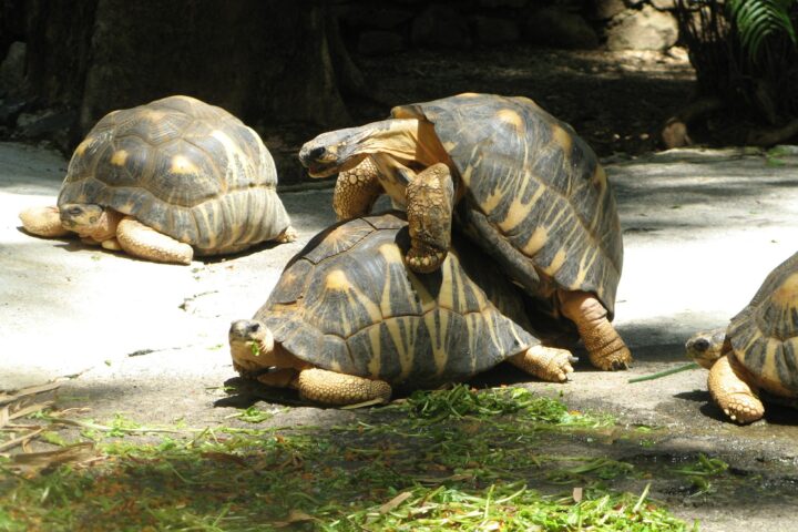 Midiendo polvos tortuga