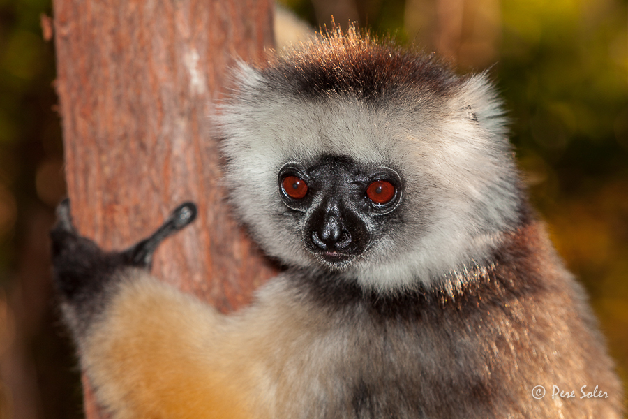 Propithecus diadema PERE