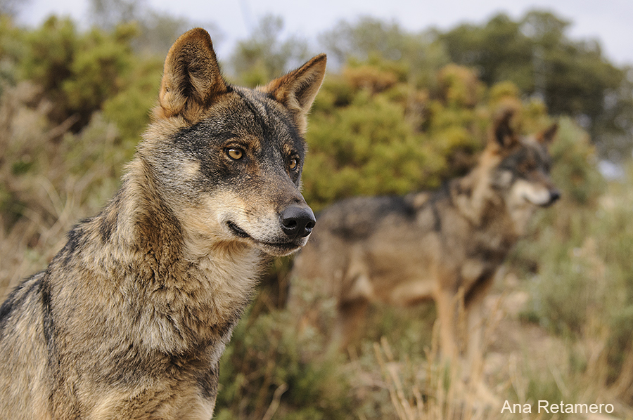 lobo Ana