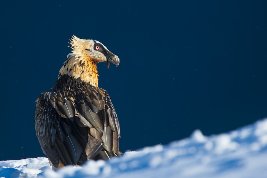 I was into my hide at 10 degrees below zero waiting for Lammergeier or Bearded vulture (Gypaetus barbatos) in Ordesa National Park, Aragon, Spain. This beatiful adult was in front of me during the sunset.