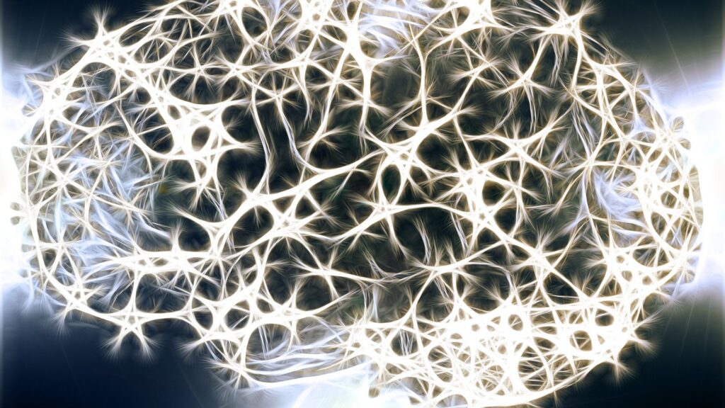cerebro humano