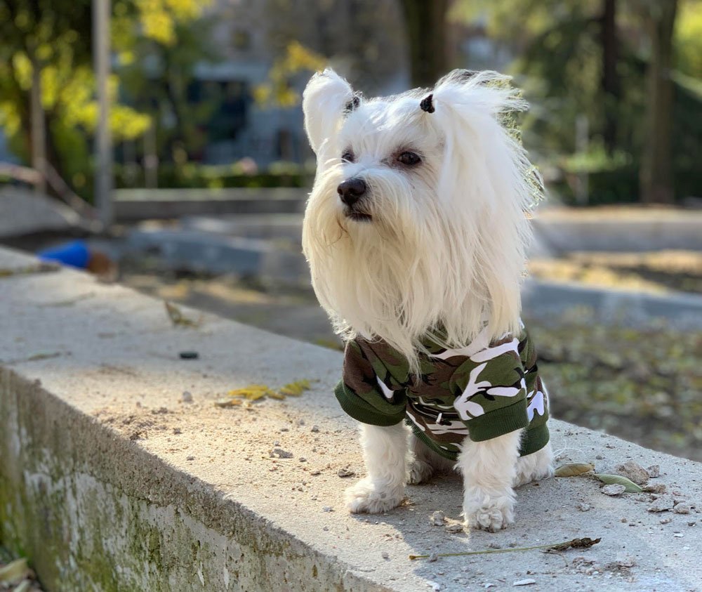 hijos perros