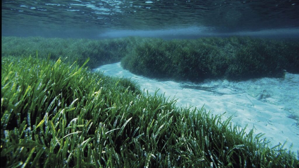 Posidonia Maps