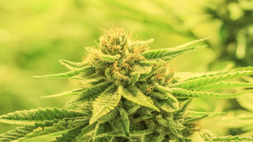 historia del cannabis