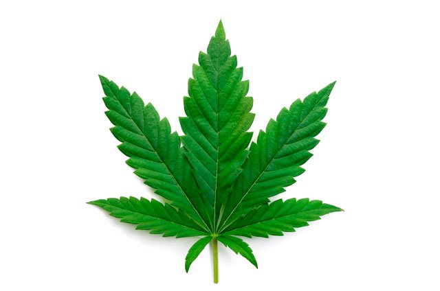 historia del cannabis