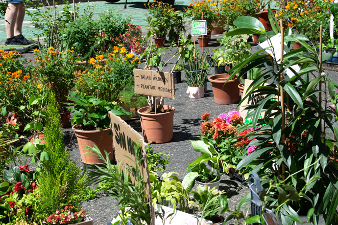 manifestación de plantas