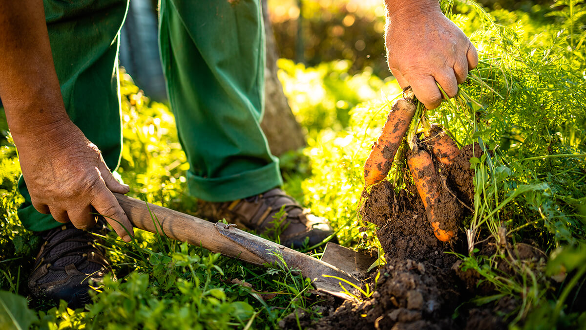 agricultura regenerativa