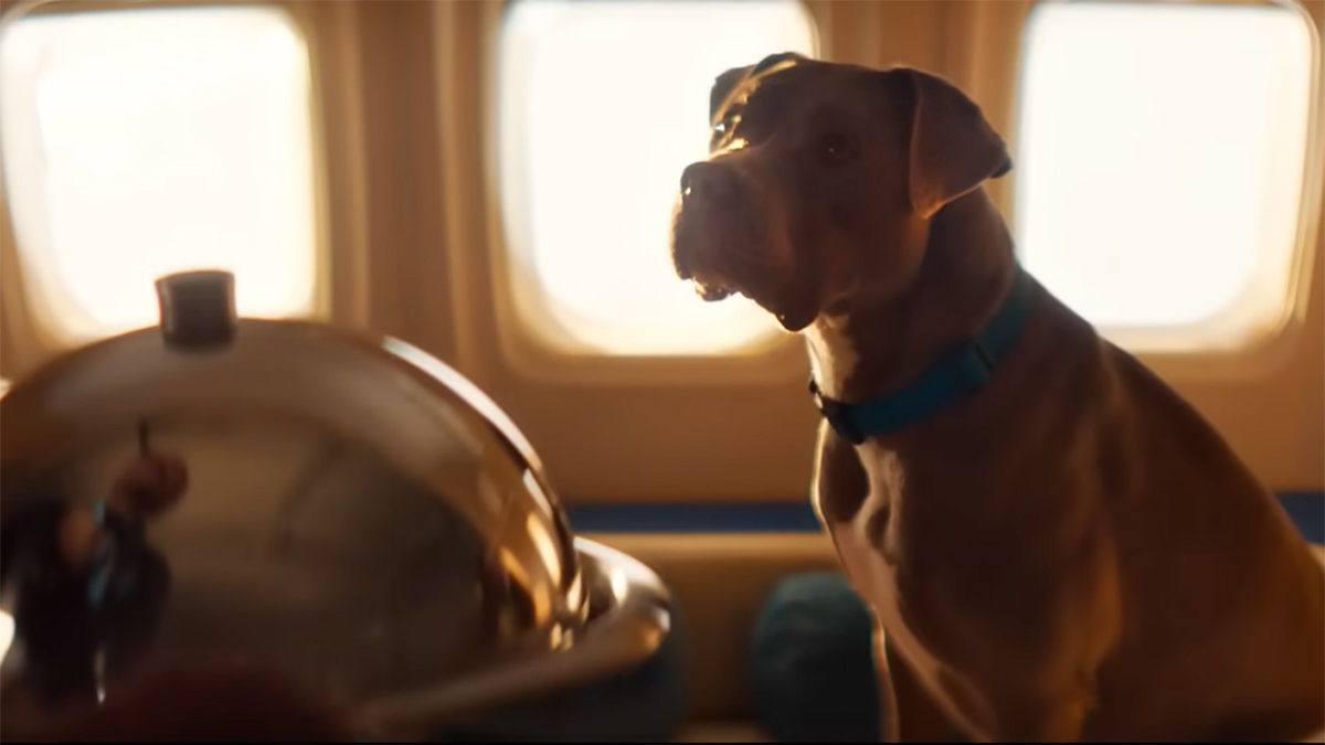 regalito aerolínea para perros