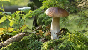 Miguel Delibes de Castro biodiversida