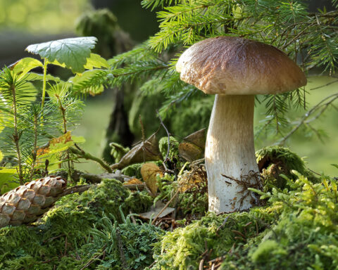 Miguel Delibes de Castro biodiversida