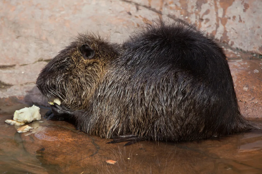 coypu, especies invasoras