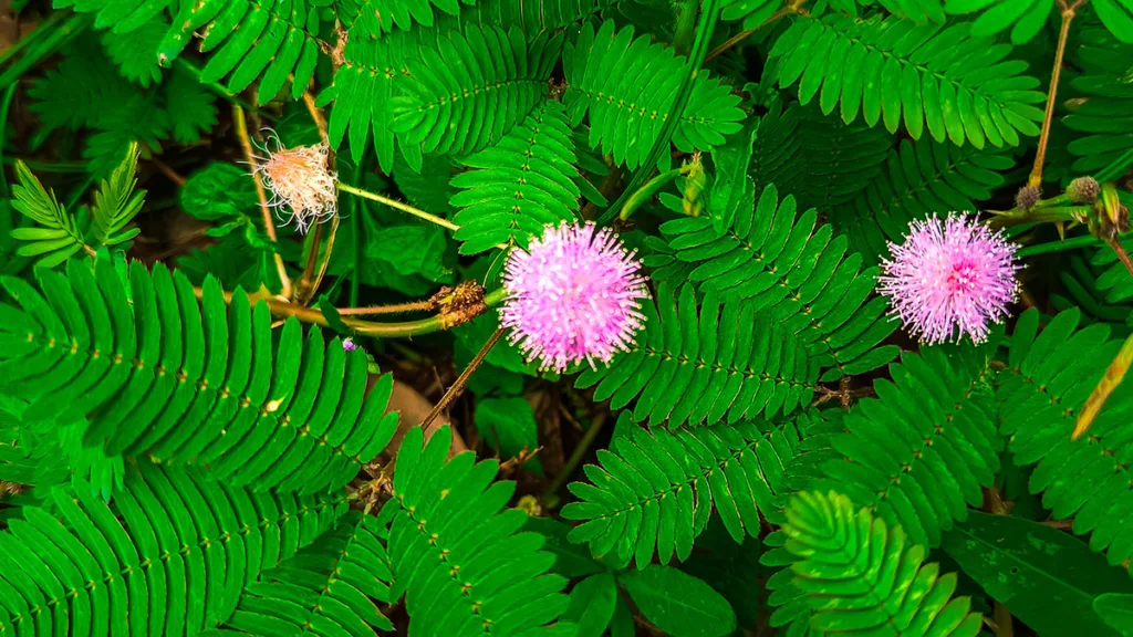 ceguera a las plantas