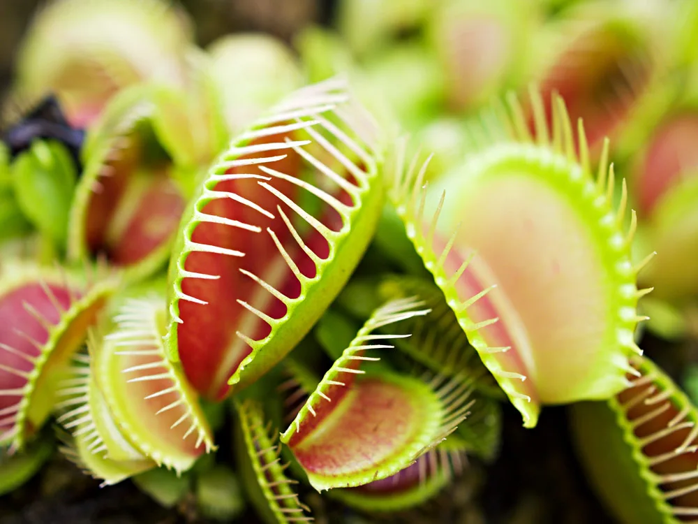 ceguera a las plantas