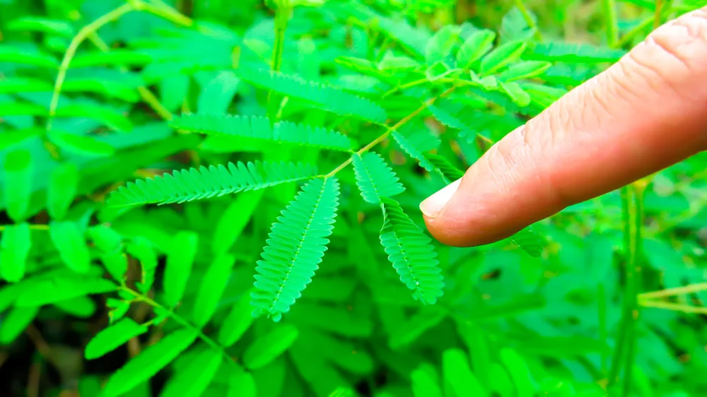 ceguera a las plantas