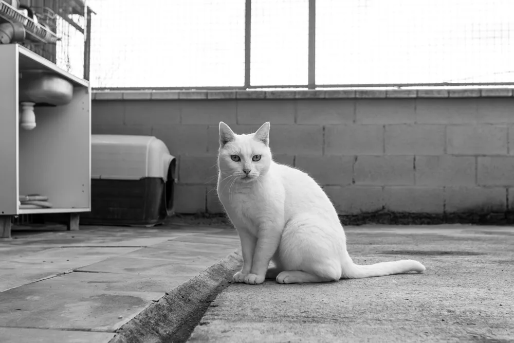 perros gatos y retratos