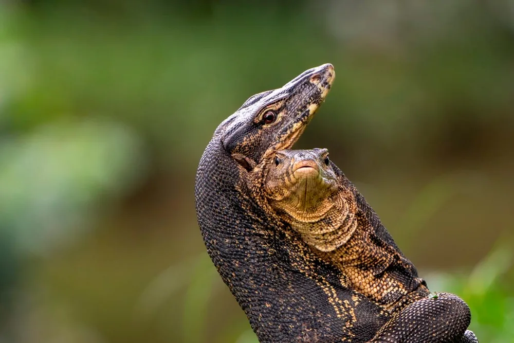 regalito lo extraordinario