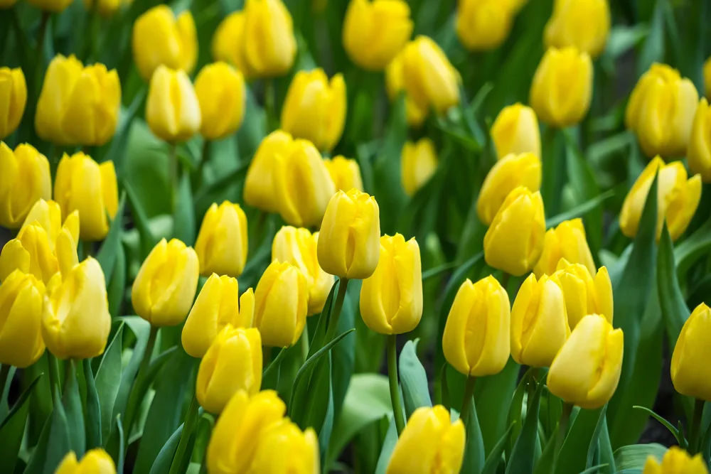 etimologia del color