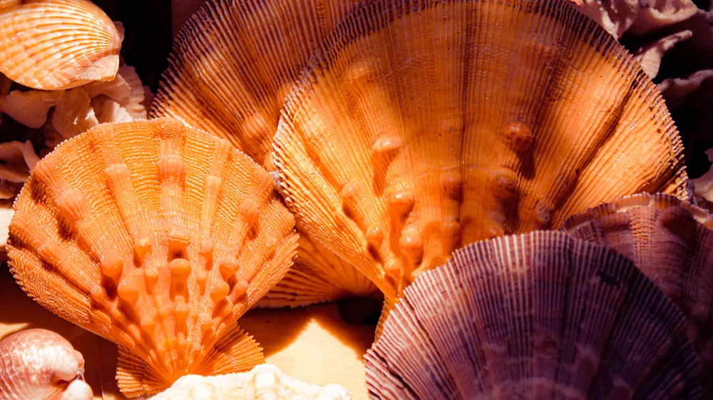 etimologia del color