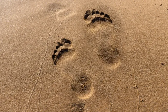 volver a lo humano huellas