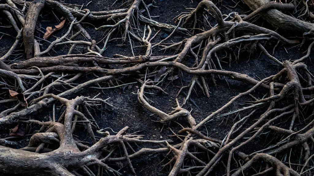 Ana Bernal-Triviño raiz del poder