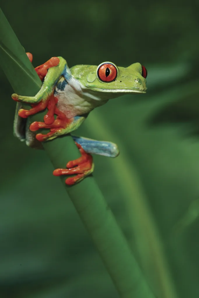 Costa Rica