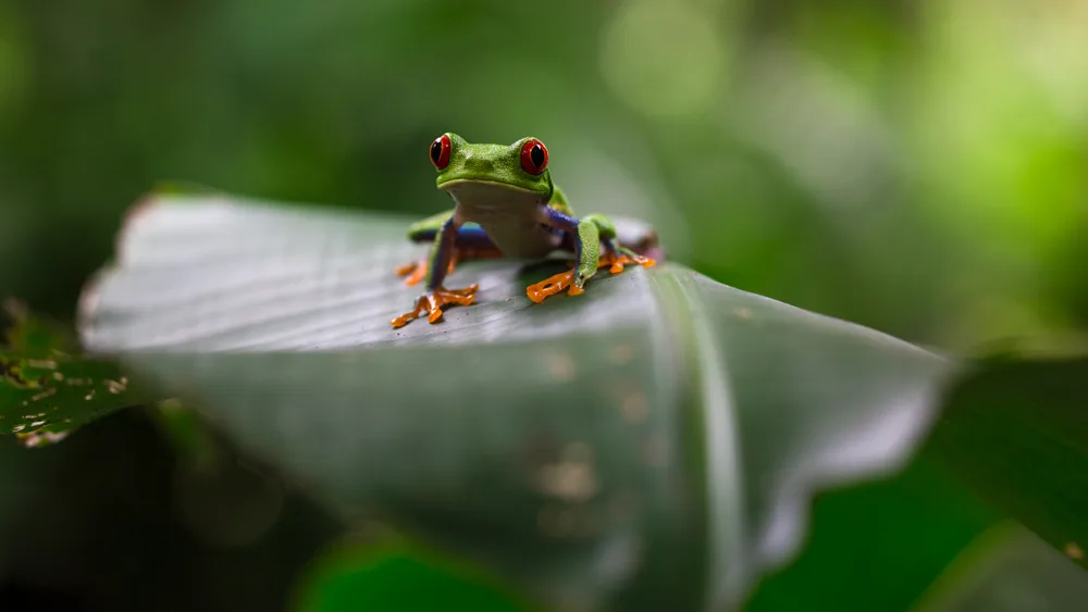 Costa Rica
